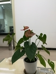 红掌