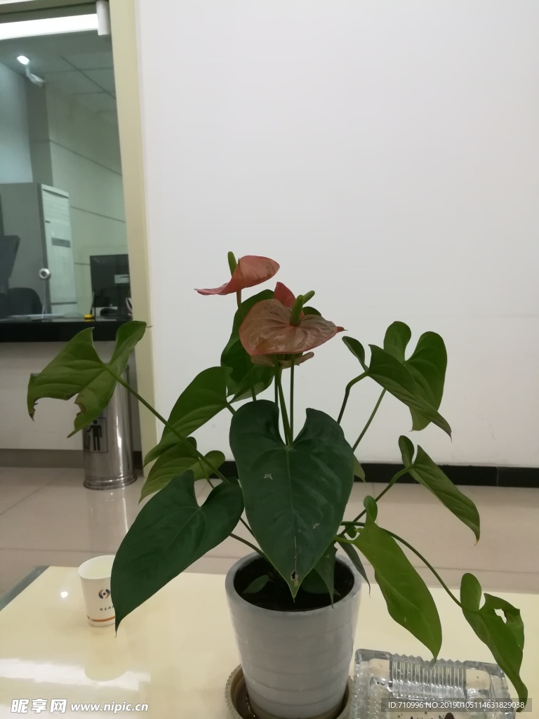 红掌
