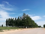 小麦