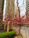 榆叶梅