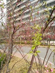 榆叶梅