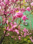 榆叶梅