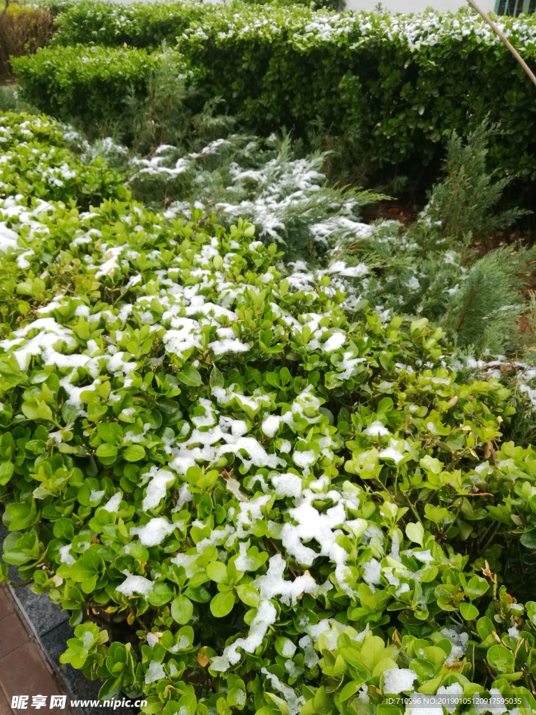 廊坊雪后的冬青树