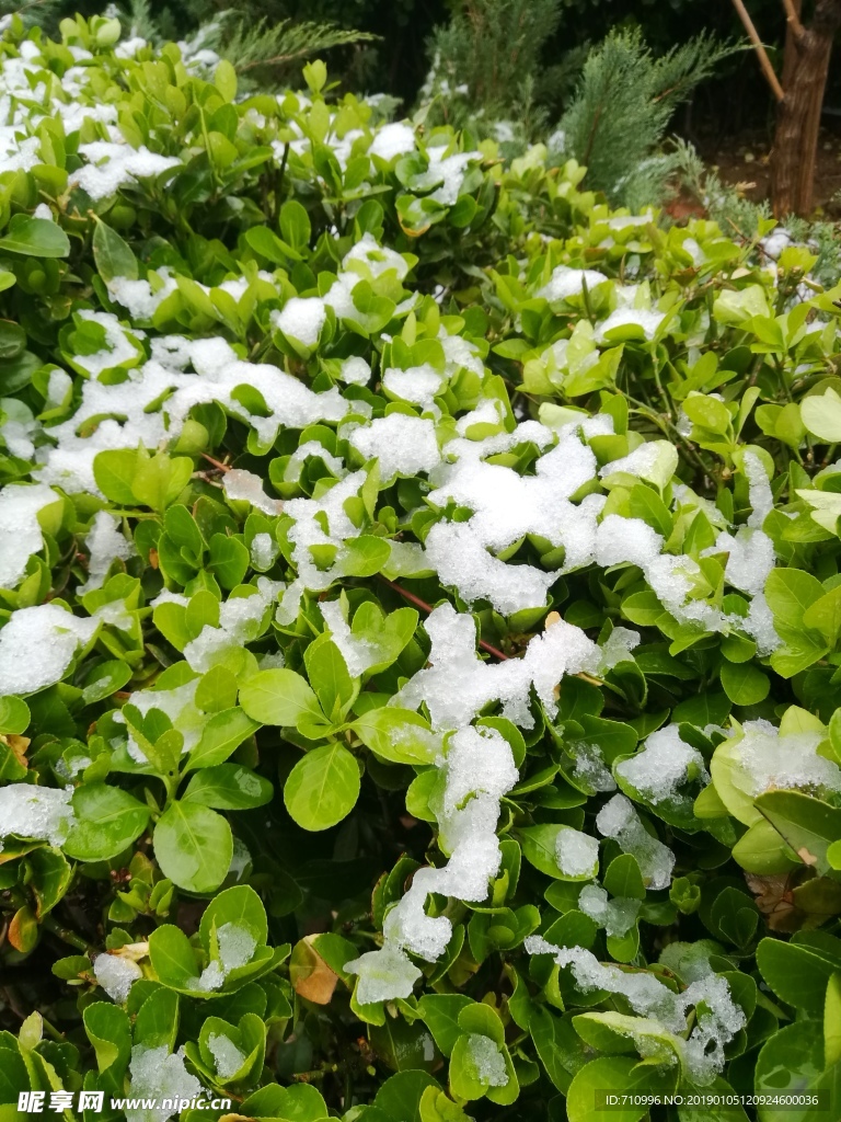 廊坊雪后的冬青树