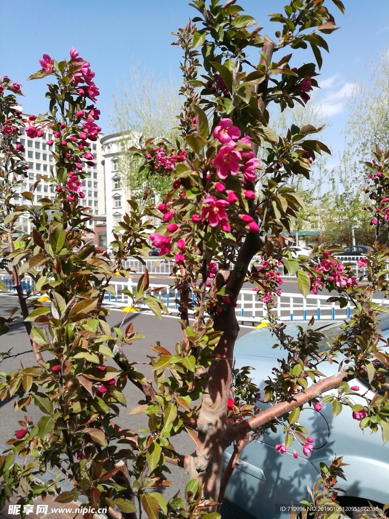 海棠花海棠树