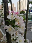 海棠花