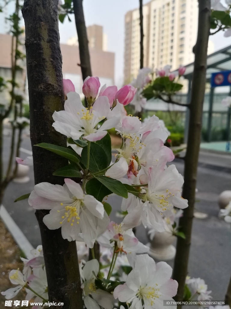 海棠花