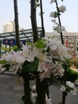 海棠花