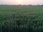 麦地