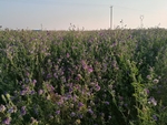 紫色苜蓿花