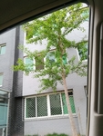 银杏树