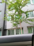 银杏树