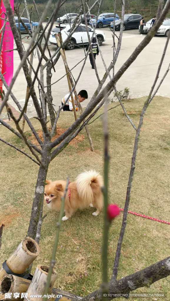 小狗狗