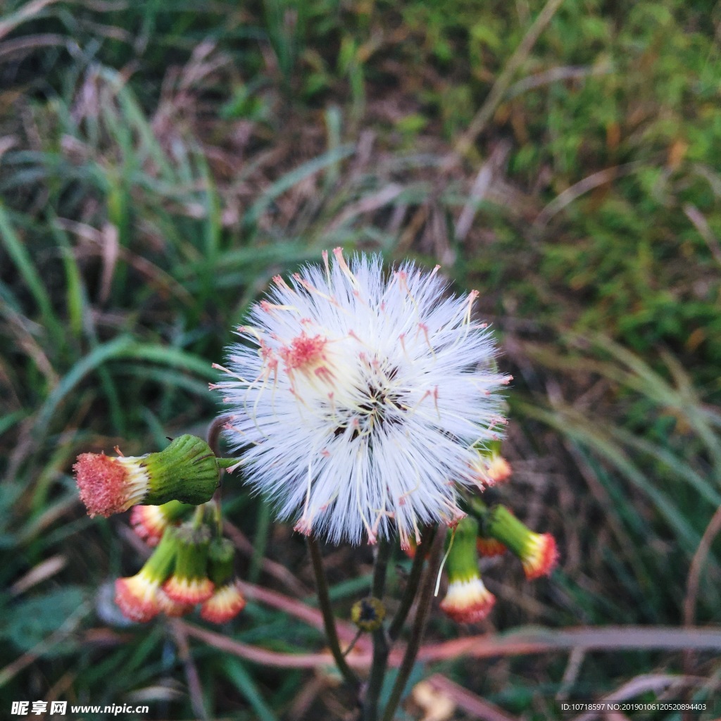 小白花