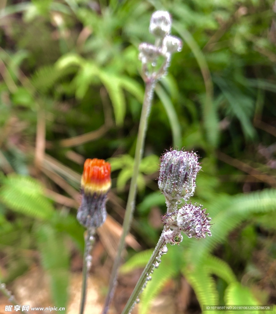 花草