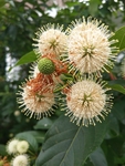 绣球花