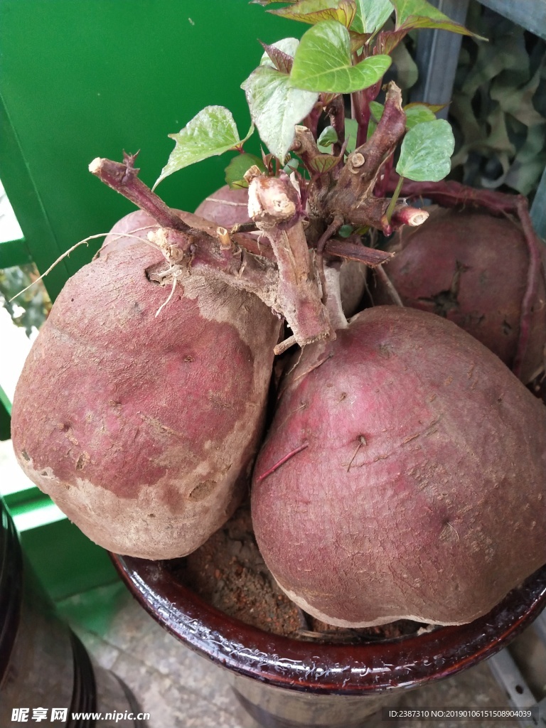 红薯