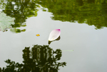 荷花 荷花池 池塘 洪湖公园