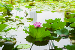 荷花 荷花池 池塘 洪湖公园