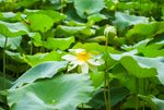 荷花 荷花池 池塘 洪湖公园