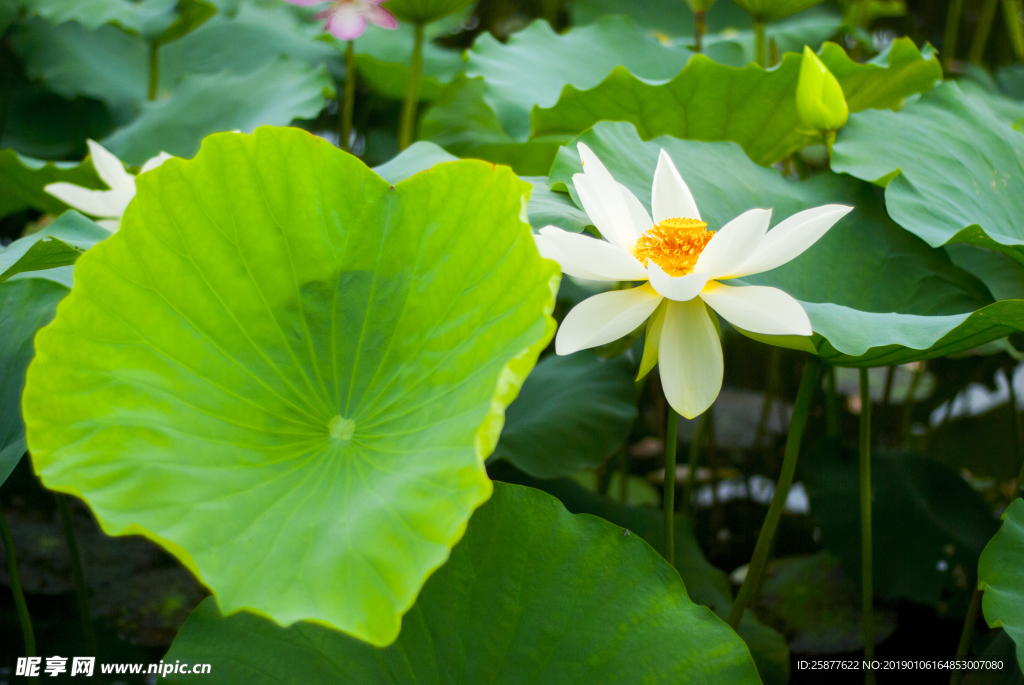 荷花 荷花池 池塘 洪湖公园