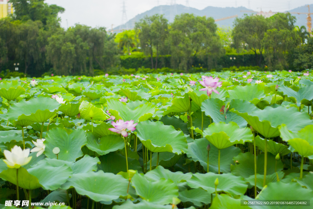 荷花 荷花池 池塘 洪湖公园