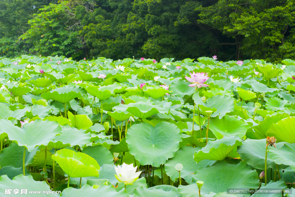 荷花 荷花池 池塘 洪湖公园