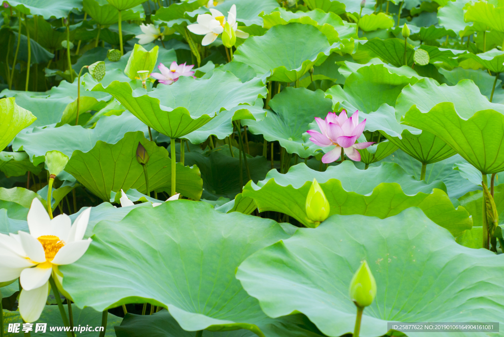 荷花 荷花池 池塘 洪湖公园