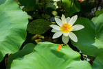 荷花 荷花池 池塘 洪湖公园
