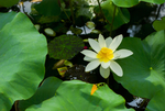 荷花 荷花池 池塘 洪湖公园