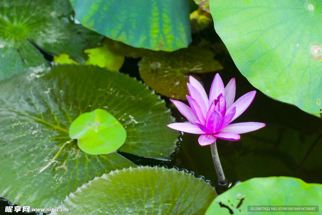 荷花 荷花池 池塘 洪湖公园