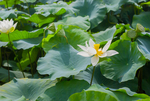 荷花 荷花池 池塘 洪湖公园