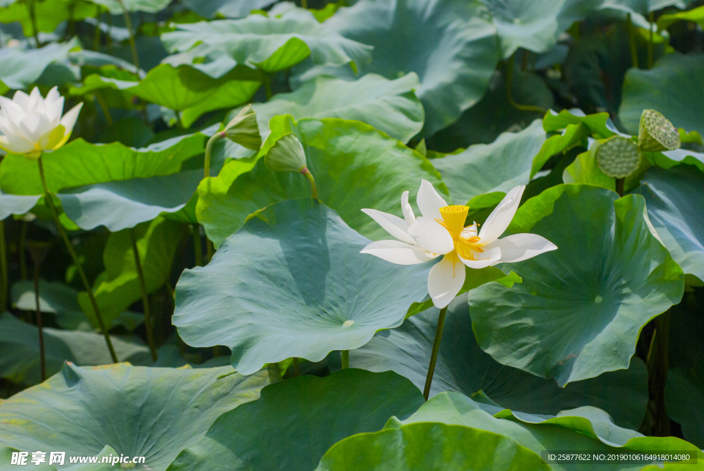 荷花 荷花池 池塘 洪湖公园