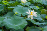 荷花 荷花池 池塘 洪湖公园