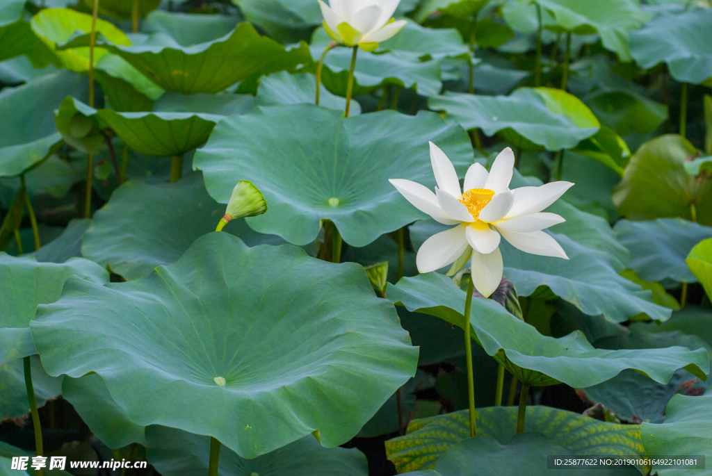 荷花 荷花池 池塘 洪湖公园