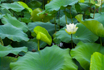 荷花 荷花池 池塘 洪湖公园