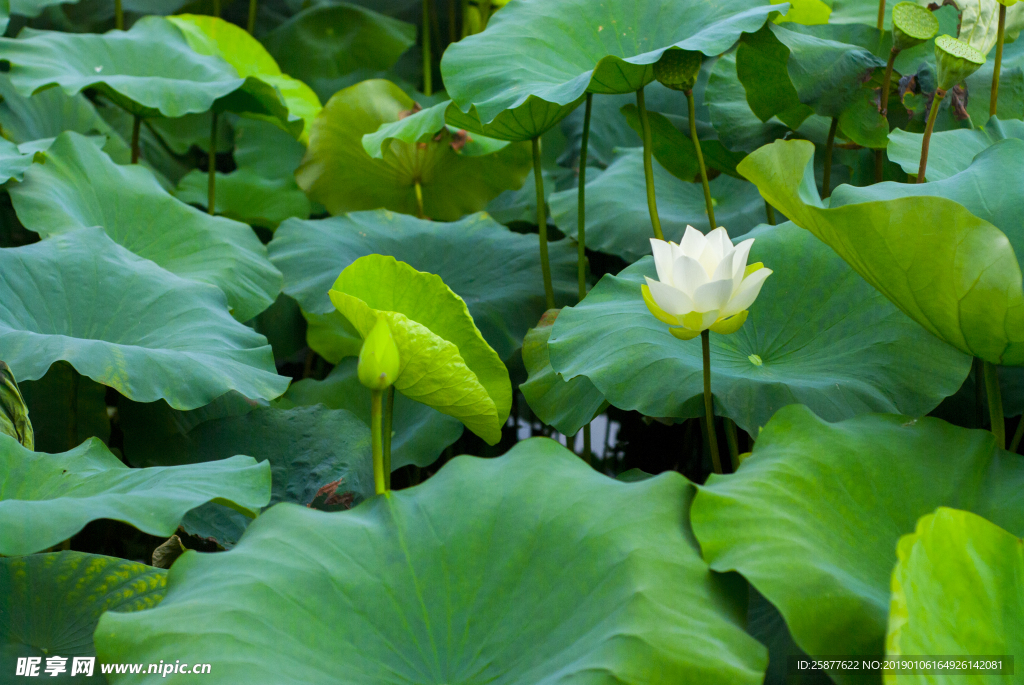 荷花 荷花池 池塘 洪湖公园