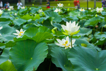 荷花 荷花池 池塘 洪湖公园