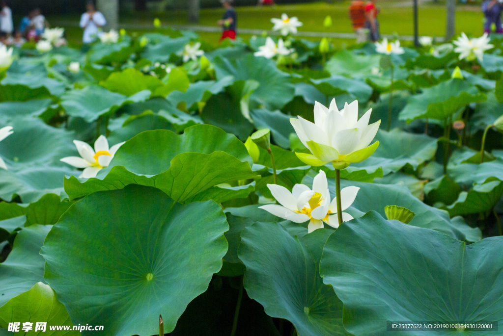 荷花 荷花池 池塘 洪湖公园