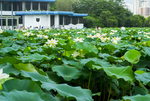 荷花 荷花池 池塘 洪湖公园