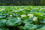 荷花 荷花池 池塘 洪湖公园