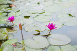 荷花 荷花池 池塘 洪湖公园