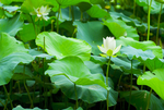 荷花 荷花池 池塘 洪湖公园