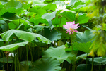 荷花 荷花池 池塘 洪湖公园