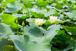 荷花 荷花池 池塘 洪湖公园
