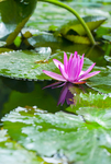 荷花 荷花池 池塘 洪湖公园