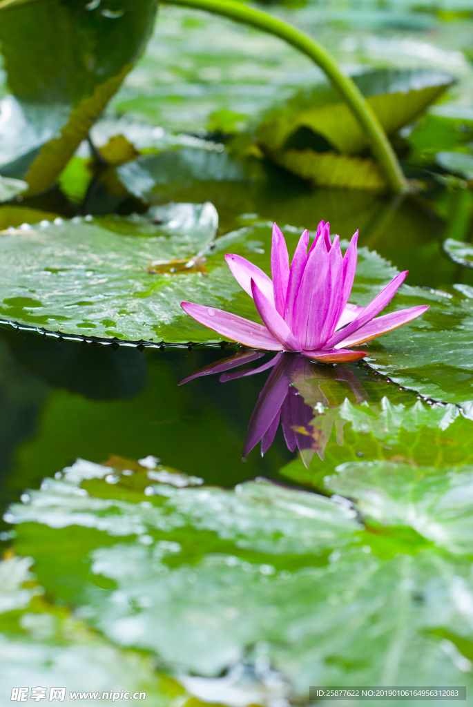 荷花 荷花池 池塘 洪湖公园