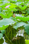 荷花 荷花池 池塘 洪湖公园