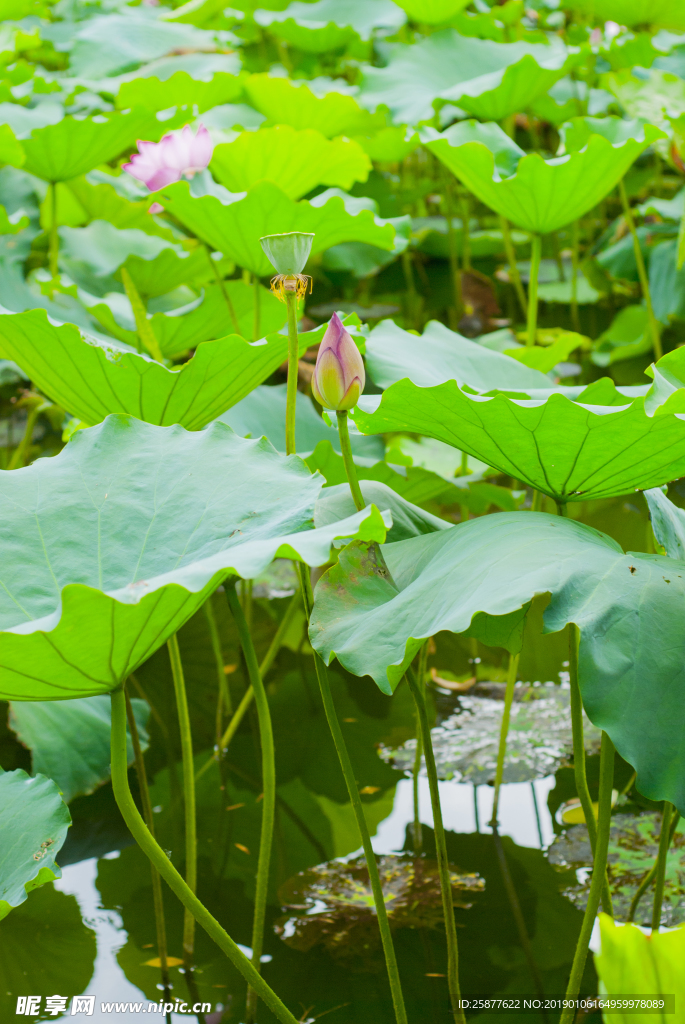 荷花 荷花池 池塘 洪湖公园