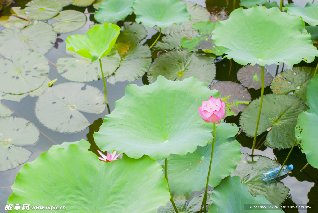 荷花 荷花池 池塘 洪湖公园